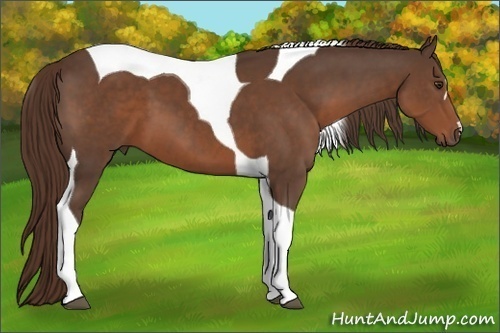 Horse Color:Liver Chestnut Tobiano 