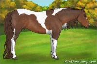 Horse Color:Liver Chestnut Tobiano 