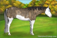 Horse Color:Buckskin Ice Dun Splash Rabicano 