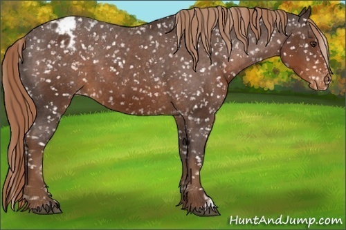 Horse Color:Liver Chestnut Appaloosa 