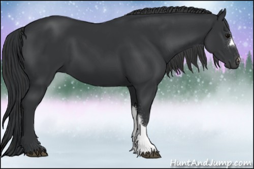 Horse Color:Black 