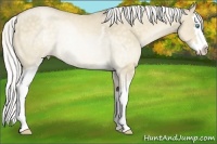 Horse Color:White Spotted Silver Buckskin Pearl Sabino Splash 