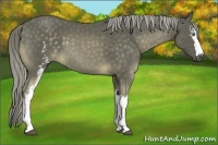 Horse Color:White Spotted Chocolate Palomino