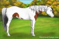 Horse Color:Bay Splash Tobiano