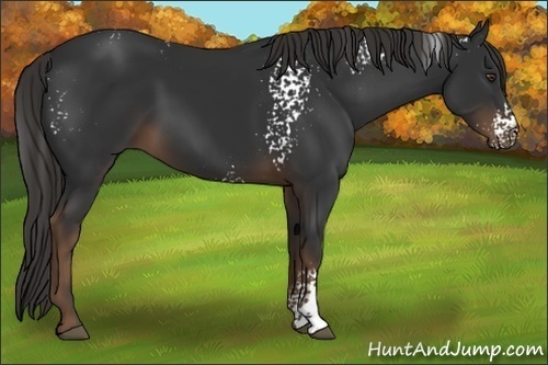 Horse Color:White Spotted Liver Chestnut 