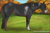 Horse Color:White Spotted Liver Chestnut 