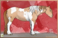 Horse Color:Bay Pearl Tobiano Rabicano
