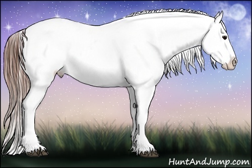 Horse Color:Black Splash Appaloosa 