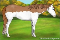 Horse Color:Chestnut Splash 
