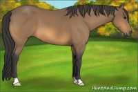 Horse Color:Buckskin 