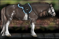 Horse Color:Liver Chestnut Splash and White Spotted Liver Chestnut