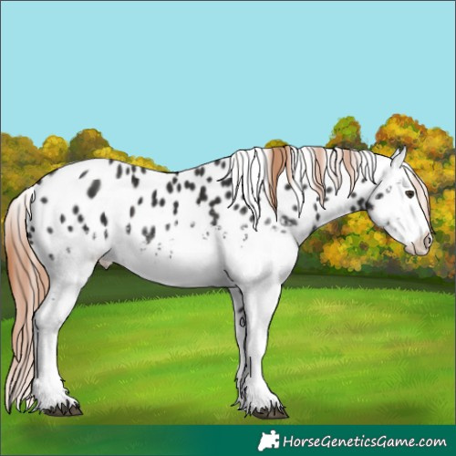 Horse Color:White Spotted Liver Chestnut Sabino Appaloosa 