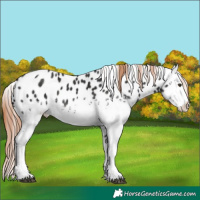 Horse Color:White Spotted Liver Chestnut Sabino Appaloosa 