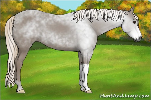 Horse Color:Gray Chestnut