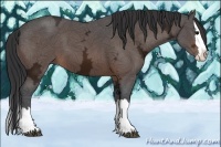 Horse Color:Bay Ice Sabino Splash 