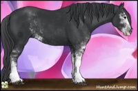 Horse Color:Black Sabino
