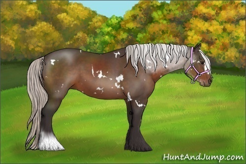 Horse Color:White Spotted Silver Brown
