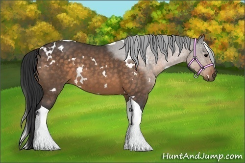 Horse Color:White Spotted Buckskin Tobiano