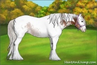 Horse Color:White Spotted Silver Brown Tobiano 