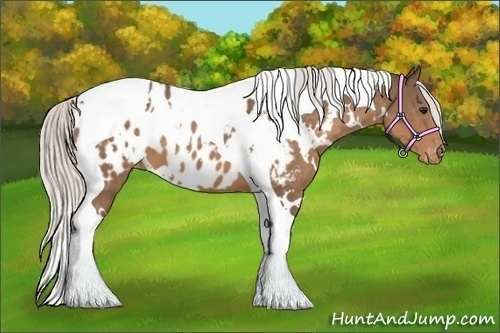 Horse Color:White Spotted Silver Buckskin Tobiano Appaloosa