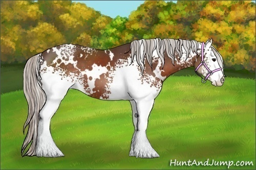 Horse Color:White Spotted Silver Bay 