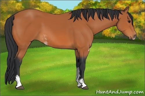 Horse Color:Bay Sabino