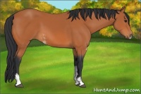 Horse Color:Bay Sabino 