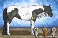 Horse Color:Black Tobiano 