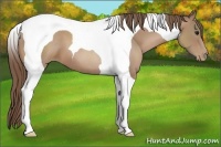 Horse Color:Black Pearl Tobiano 