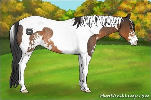 Horse Color:Brown Sabino Tobiano Rabicano
