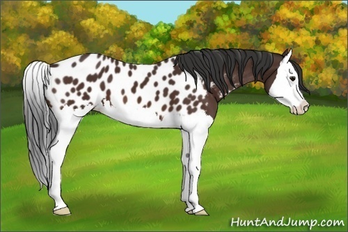 Horse Color:Brown Splash Appaloosa 