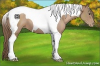 Horse Color:Black Pearl Tobiano 