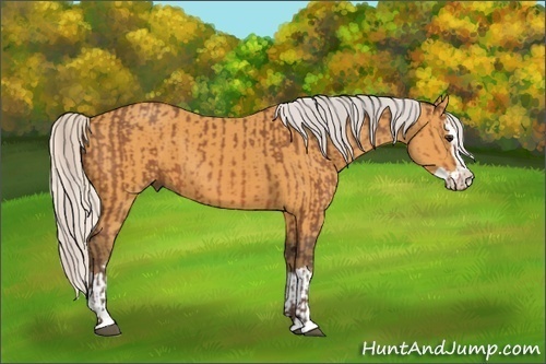 Horse Color:Silver Bay Sabino  and Silver Buckskin Sabino Splash 