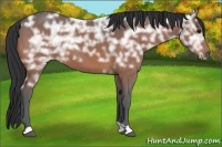Horse Color:Bay Ice 