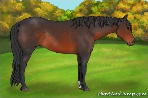 Horse Color:Brown Rabicano 