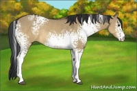 Horse Color:White Spotted Brown Dun Rabicano