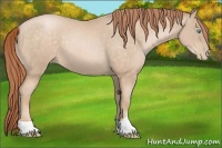 Horse Color:Buckskin Pearl 