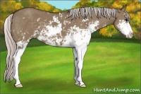 Horse Color:Silver Grullo Sabino