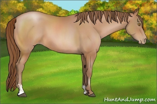 Horse Color:Brown Pearl Sabino 