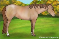 Horse Color:Brown Pearl Sabino 
