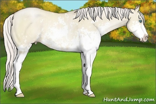 Horse Color:Silver Smoky Grullo Pearl Sabino