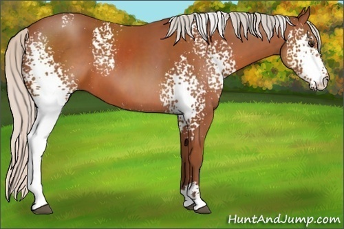 Horse Color:White Spotted Silver Bay Sabino 