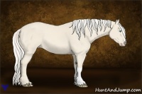 Horse Color:Cremello 