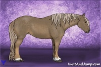 Horse Color:Chocolate Palomino 