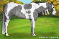 Horse Color:Smoky Blue Roan Splash Tobiano 
