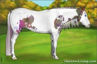 Horse Color:Nacre White Spotted Liver Chestnut Splash Tobiano Appaloosa 