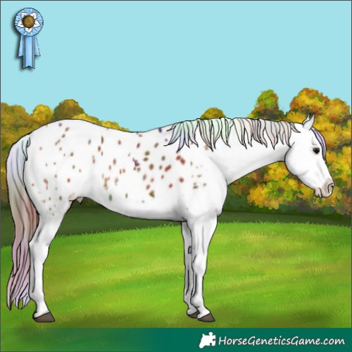 Horse Color:Nacre White Spotted Bay Appaloosa 