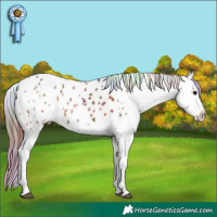 Horse Color:Nacre White Spotted Bay Appaloosa 