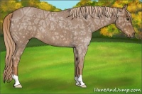 Horse Color:Red Ice Roan 
