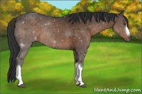 Horse Color:Liver Chestnut